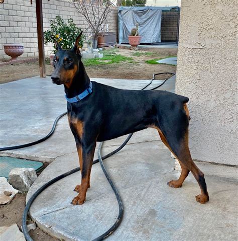 craigslist doberman pinschers|huge doberman pinscher for sale.